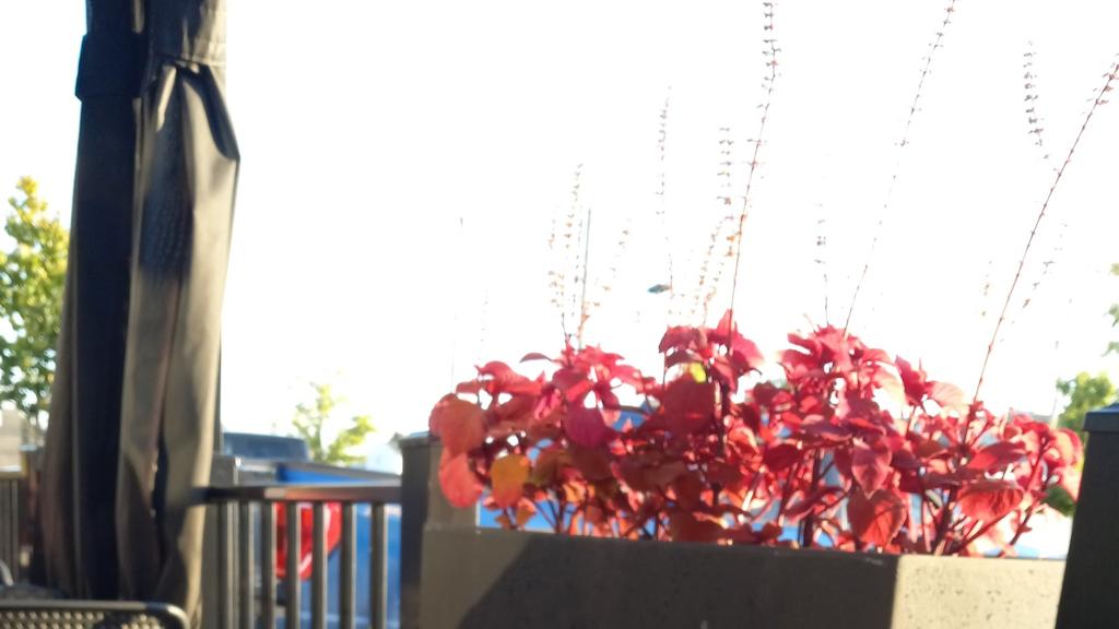 restaurant-zibo-vaudreuil-3